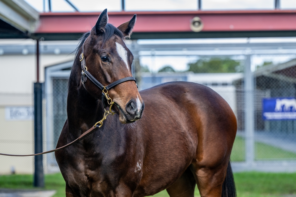 Bruckner (AUS) / La Marsa (AUS) 2024 Filly - Image 2