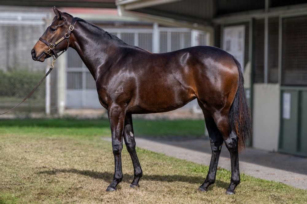 Bruckner (AUS) / Absolutlypositivly (AUS) 2024 Filly - Image 1