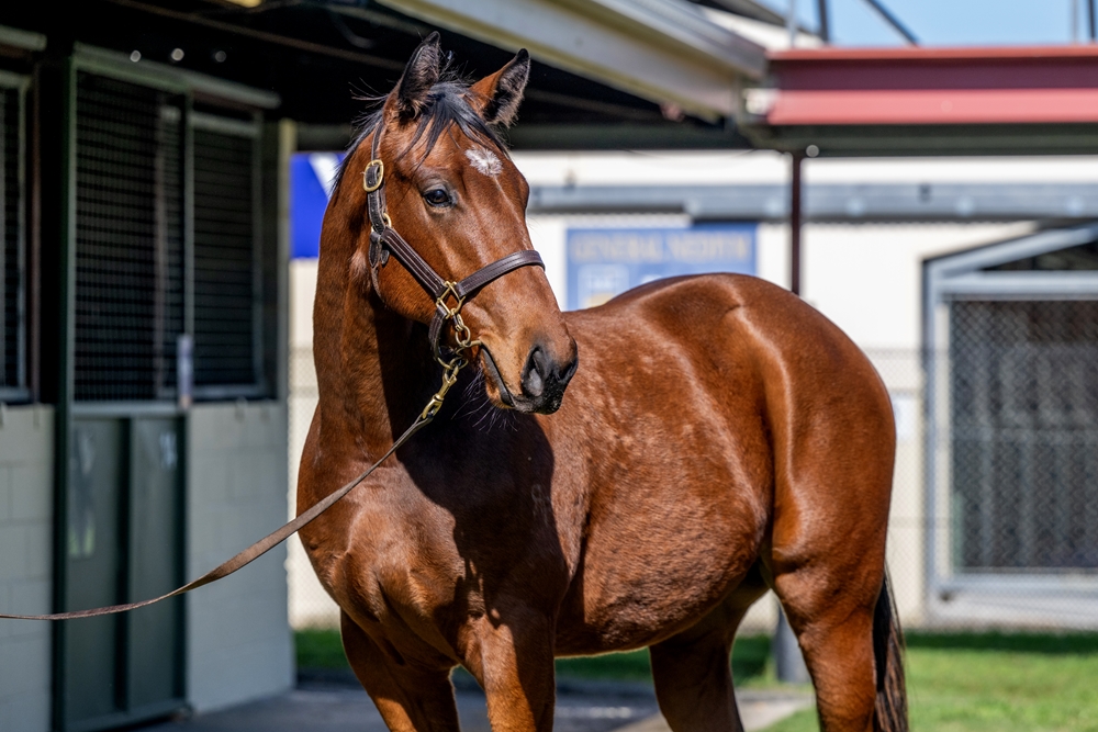 Wild Ruler (AUS) / Static (AUS) 2024 Colt - Image 2