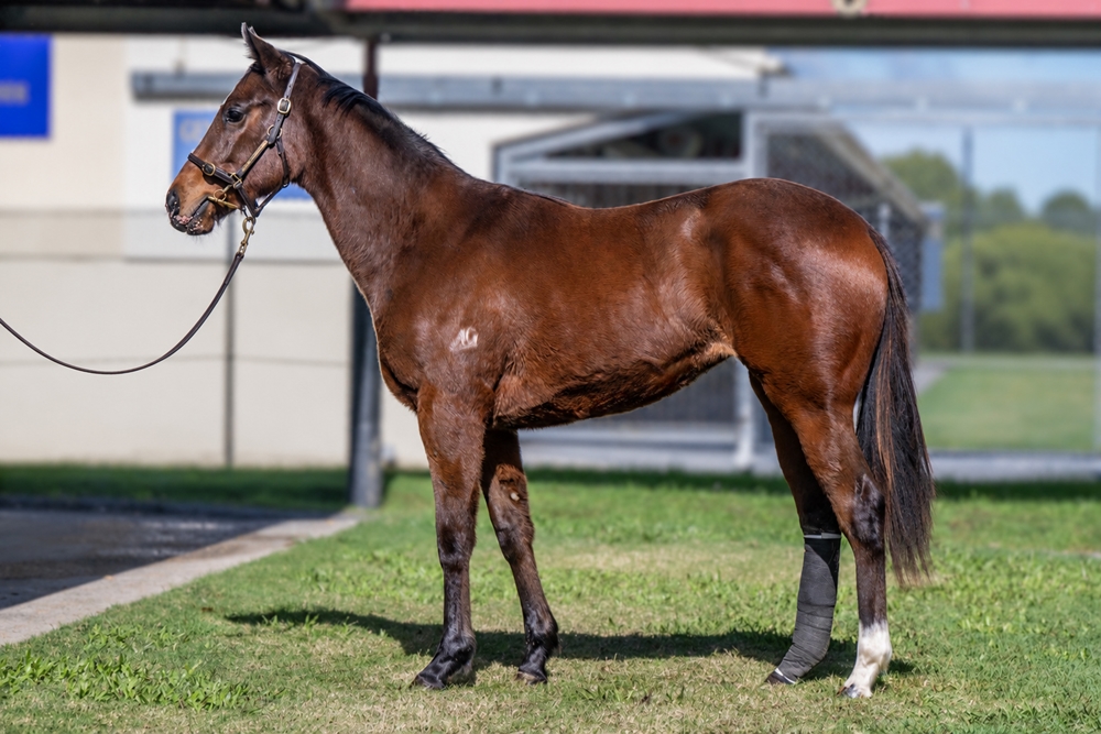 Prague (AUS) / Briaric (AUS) 2024 Filly - Image 1