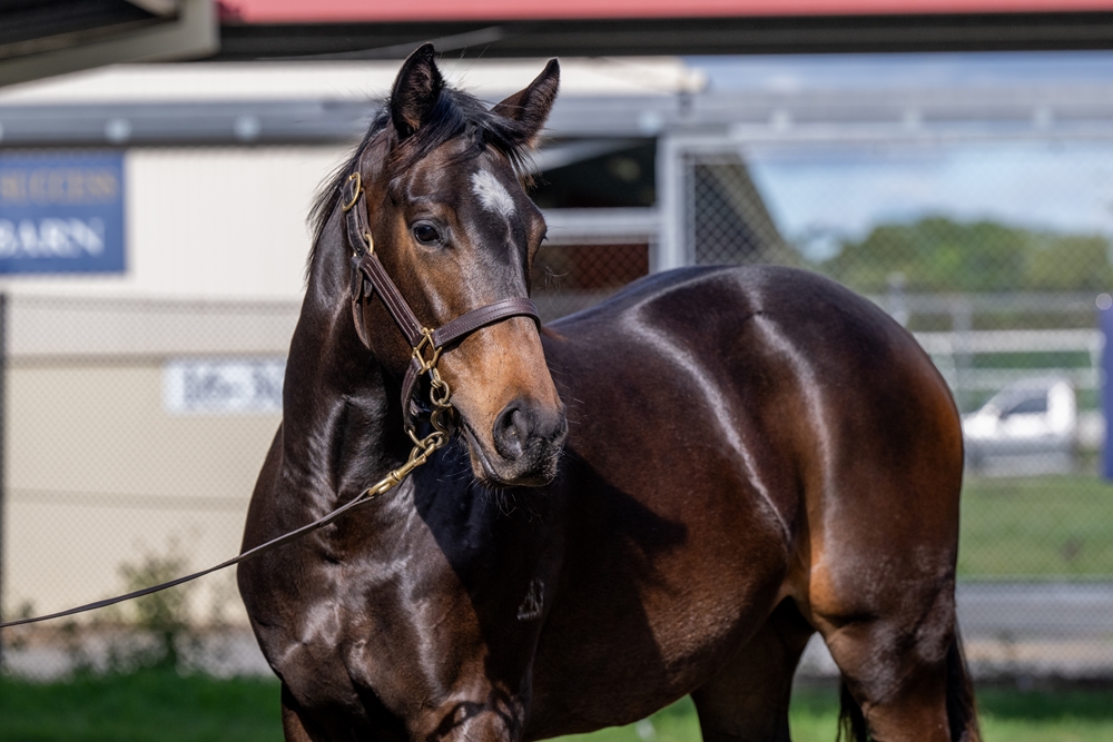 Bruckner (AUS) / Absolutlypositivly (AUS) 2024 Filly - Image 2