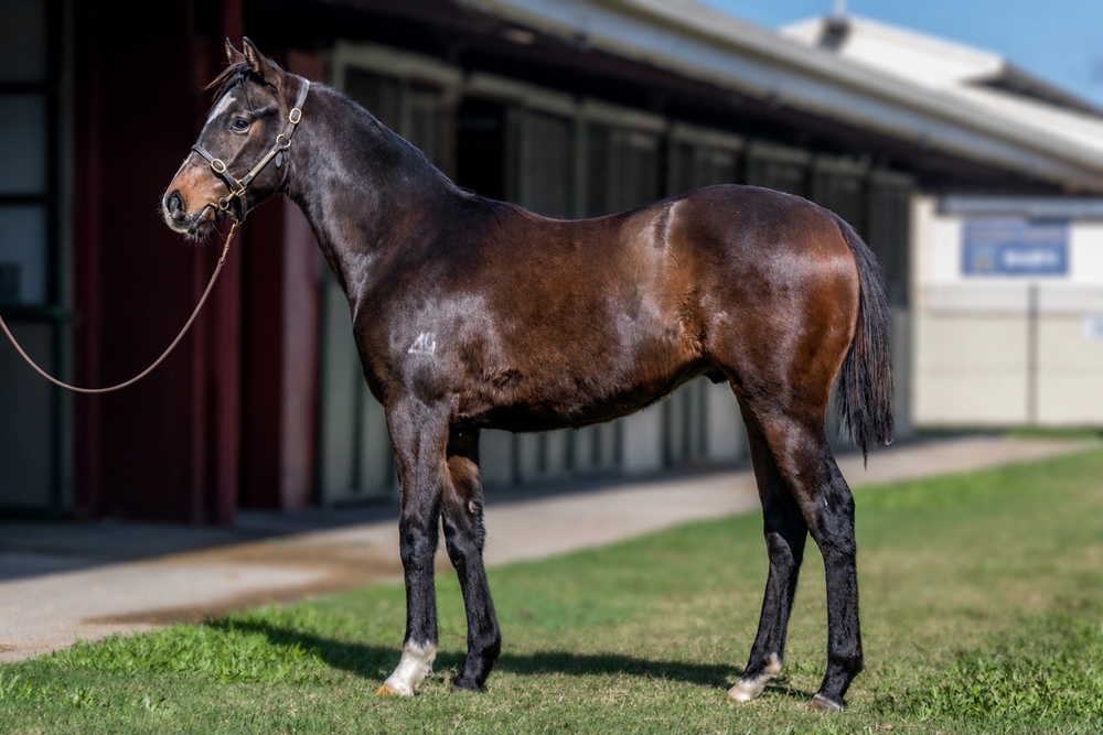 Cosmic Force (AUS) / Sylvia's Memory (AUS) 2024 Colt - Image 1