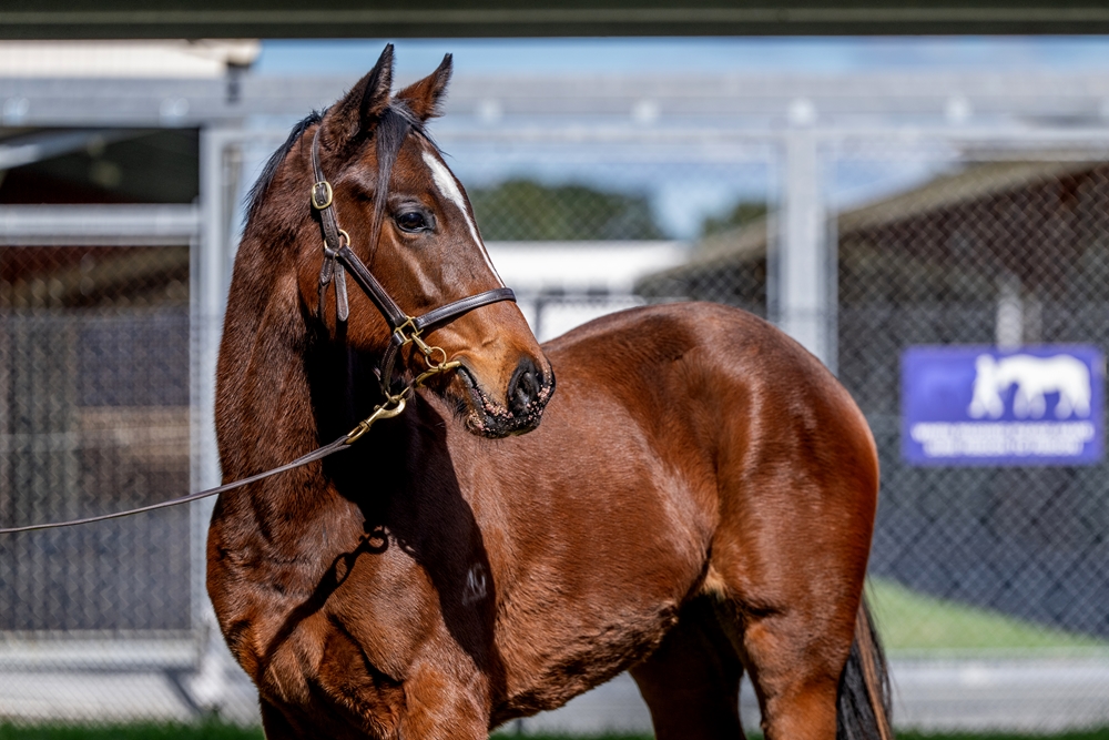 Prague (AUS) / Briaric (AUS) 2024 Filly - Image 2