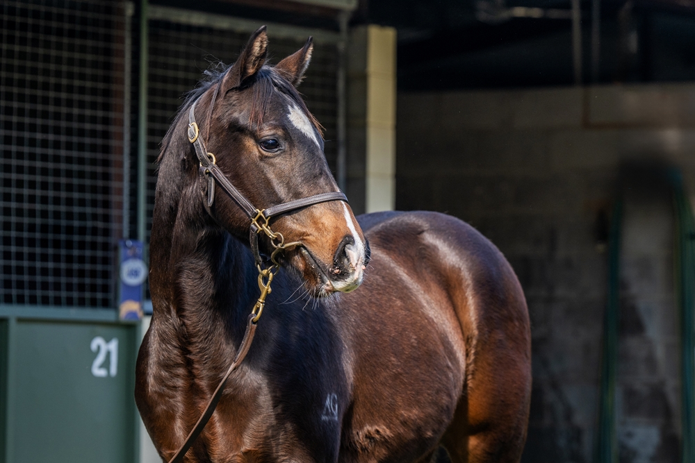 Cosmic Force (AUS) / Sylvia's Memory (AUS) 2024 Colt - Image 2