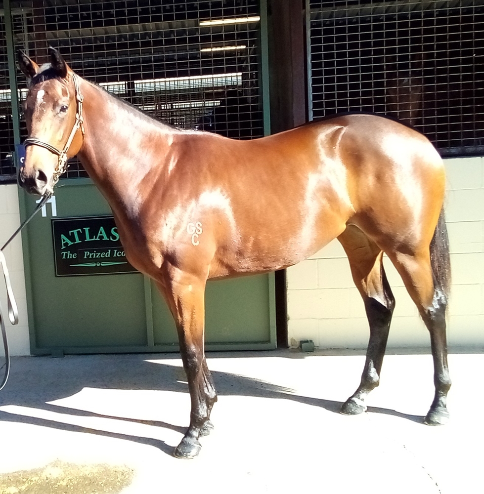 Prized Icon (AUS) / Umfazi (AUS) 2024 Filly - Image 1