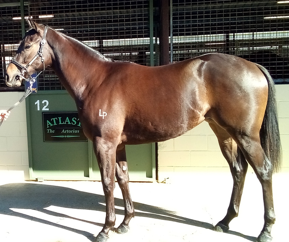 Artorius (AUS) / Zedward (AUS) 2024 Filly - Image 1