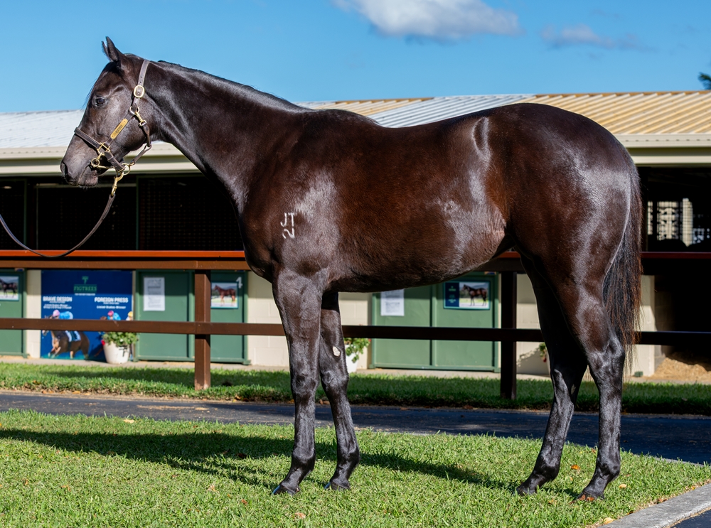 Supido (AUS) / Kuro Hoshi (AUS) 2024 Filly - Image 1