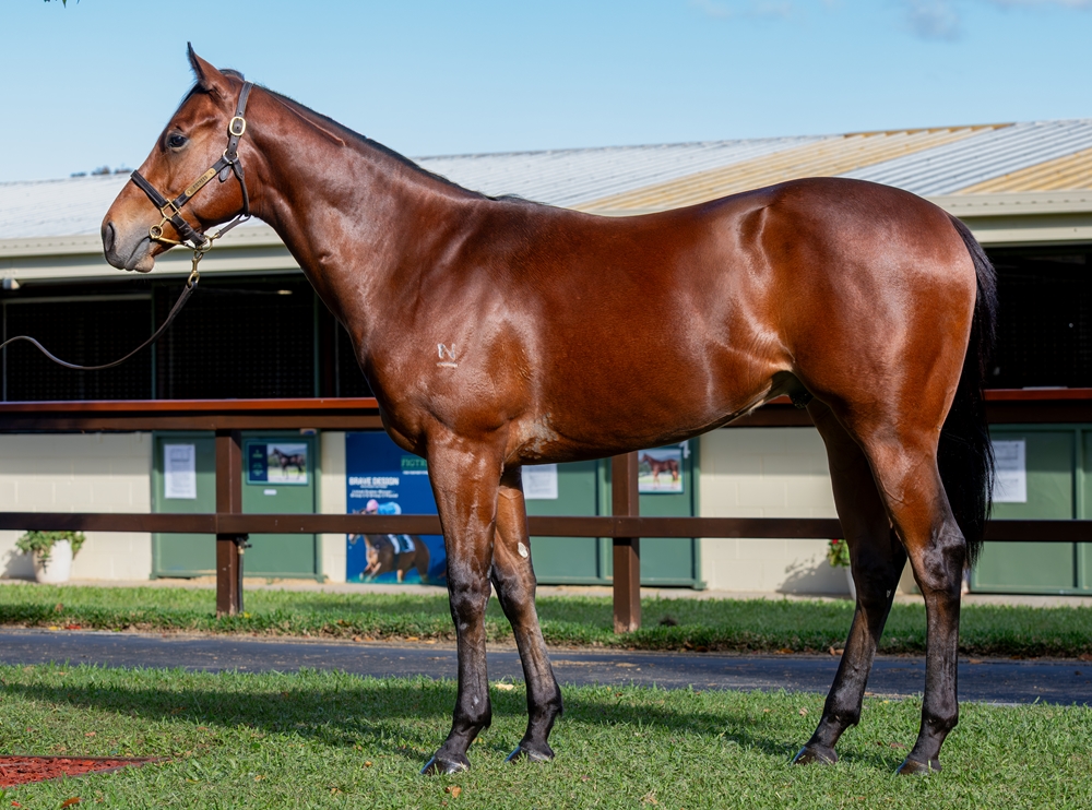 Stay Inside (AUS) / Alpine Bronze (AUS) 2024 Colt - Image 1
