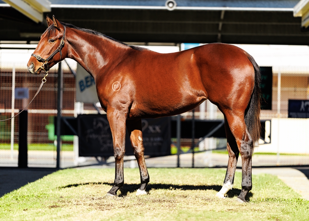 Tiger of Malay (AUS) / Take Aletter Maria (AUS) 2024 Filly - Image 1