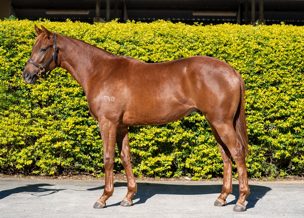 Graff (AUS) / Ginali (AUS) 2024 Colt - Image 1