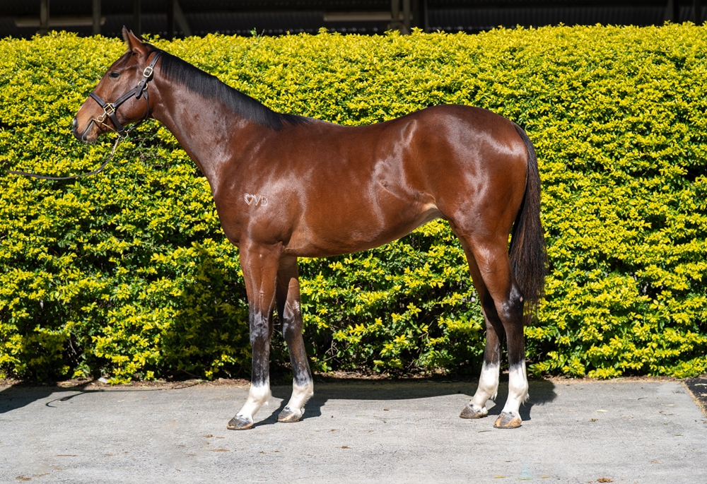 Stronger (AUS) / Main Chance (USA) 2024 Colt - Image 1