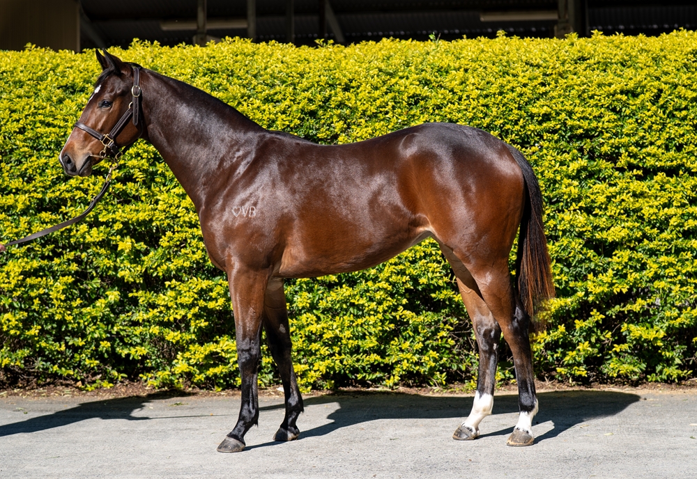 Victor Ludorum (GB) / Shawan (NZ) 2024 Filly - Image 1