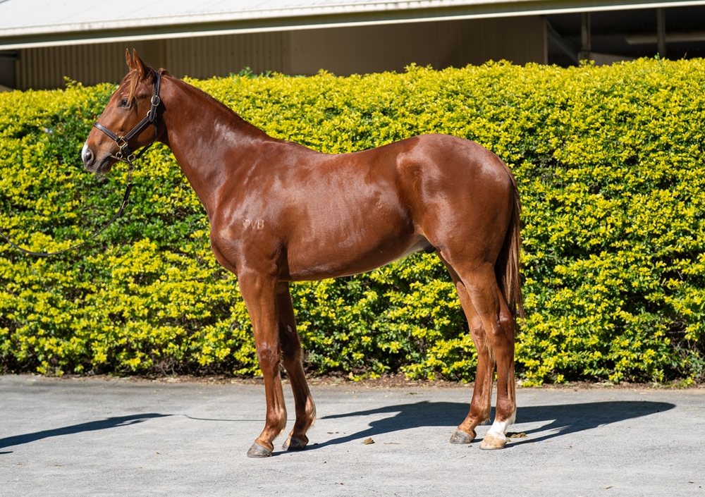 Signore Fox (AUS) / Hussy Miss (AUS) 2024 Colt - Image 1
