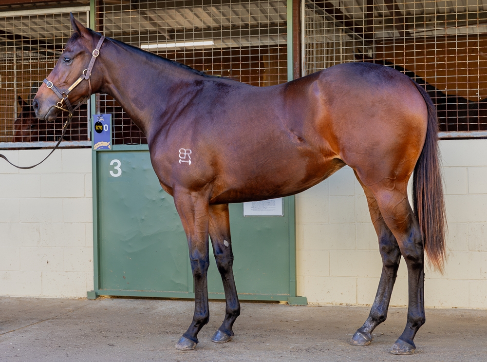 Pinatubo (IRE) / Tears of Gold (USA) 2024 Filly - Image 1