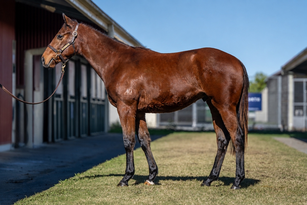 Tassort (AUS) / Smithtown (AUS) 2024 Colt - Image 1