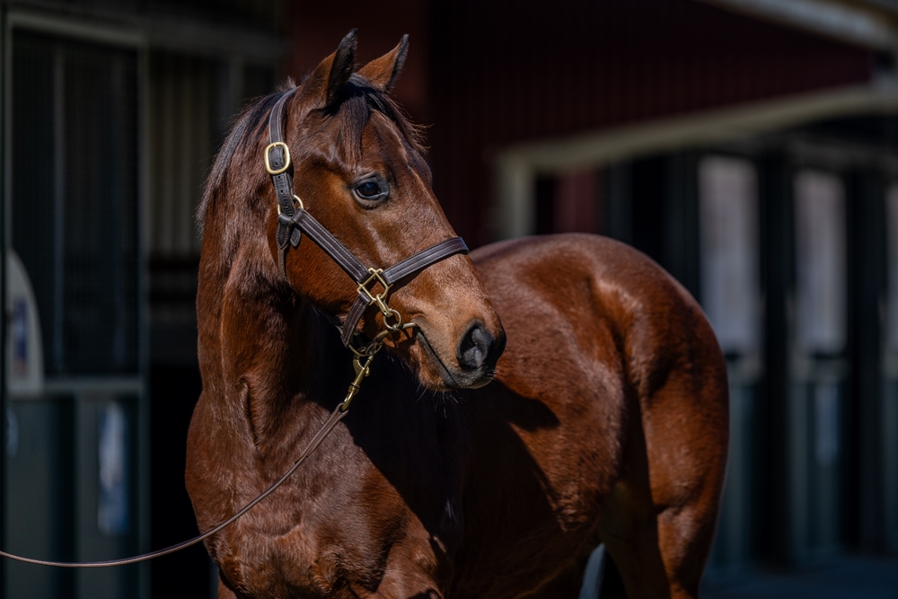 Tassort (AUS) / Smithtown (AUS) 2024 Colt - Image 2