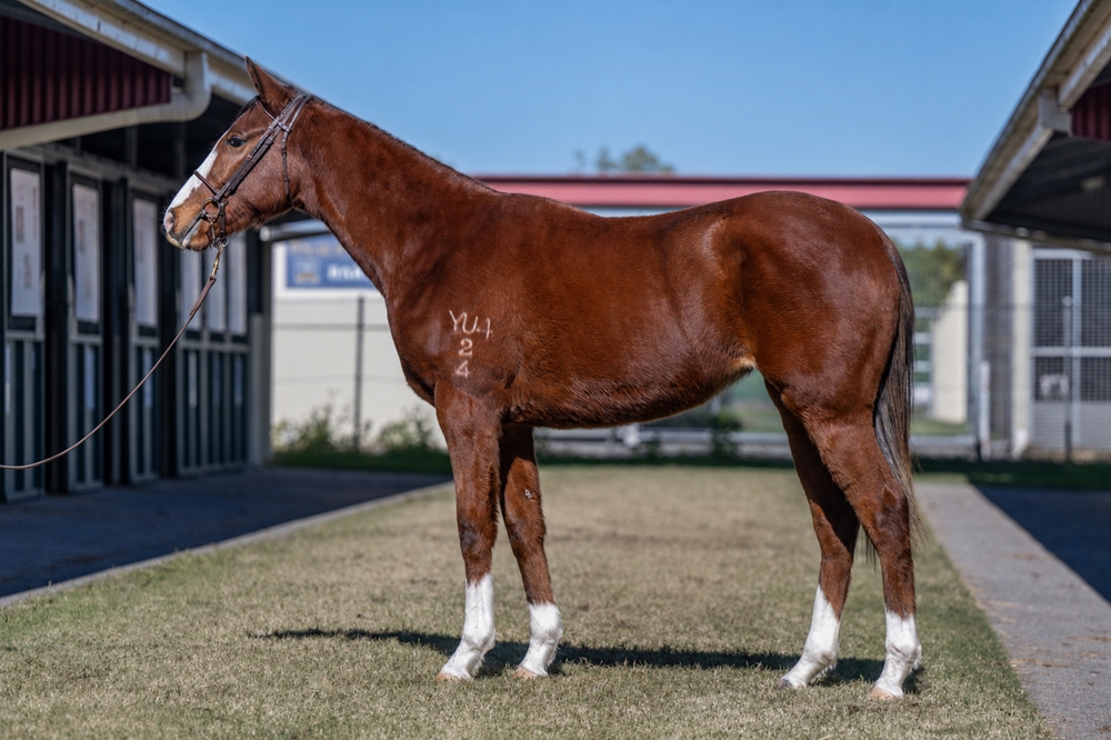 Pariah (AUS) / Dixie Smile (USA) 2024 Filly - Image 1