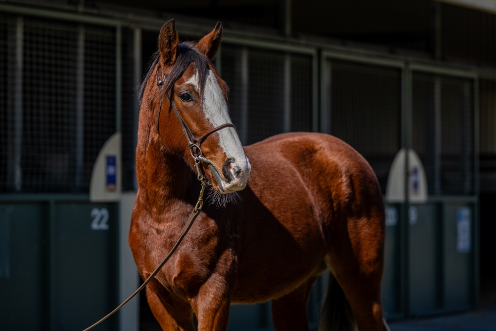 Pariah (AUS) / Dixie Smile (USA) 2024 Filly - Image 2