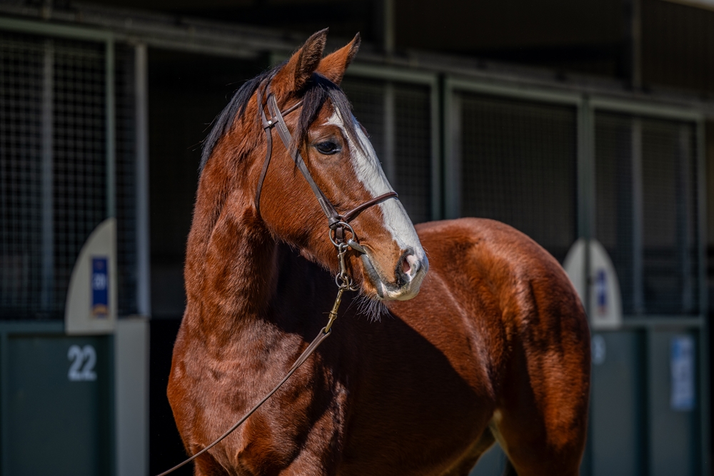 Pariah (AUS) / Dixie Smile (USA) 2024 Filly - Image 3