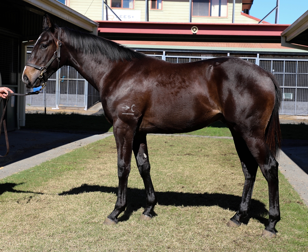 Tassort (AUS) / Speedwagon (AUS) 2024 Colt - Image 1