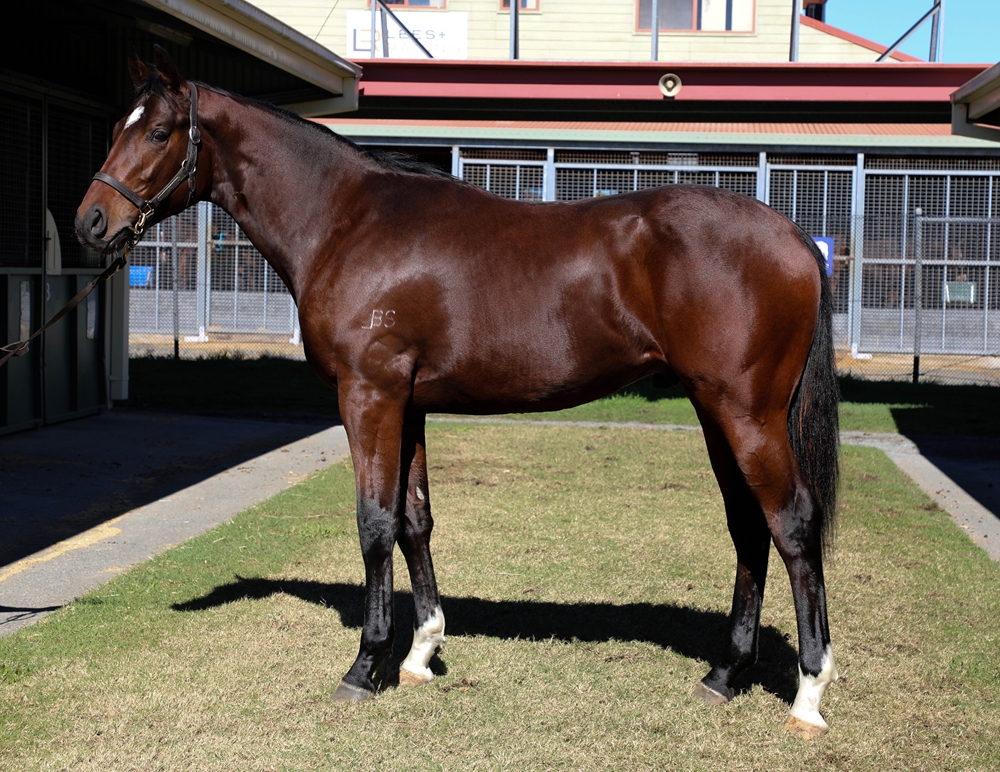Zousain (AUS) / To Dubawi Go (AUS) 2024 Colt - Image 1