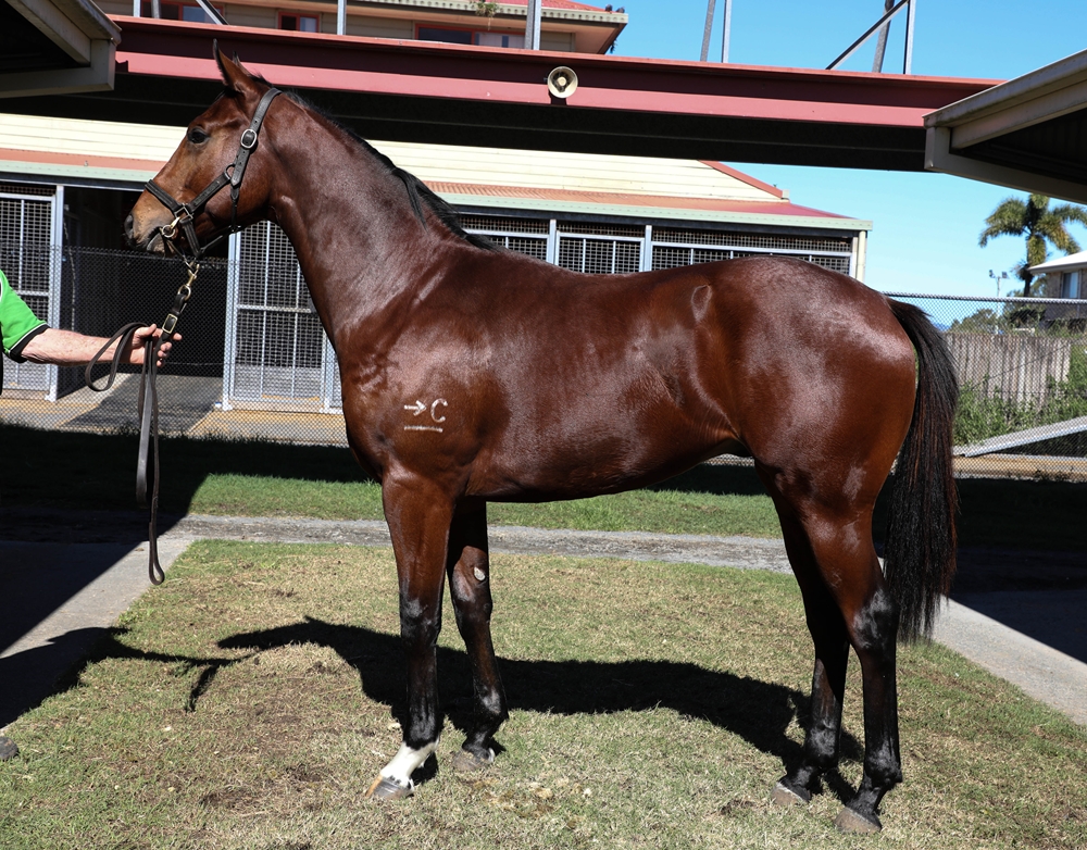 Wild Ruler (AUS) / D'Amore d'Merrier (AUS) 2024 Colt - Image 1
