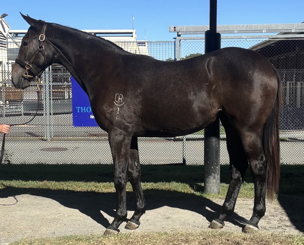 Top Echelon (AUS) / Optionality (AUS) 2024 Filly - Image 1