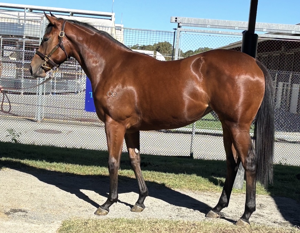 Stay Inside (AUS) / Invabelle (AUS) 2024 Filly - Image 1