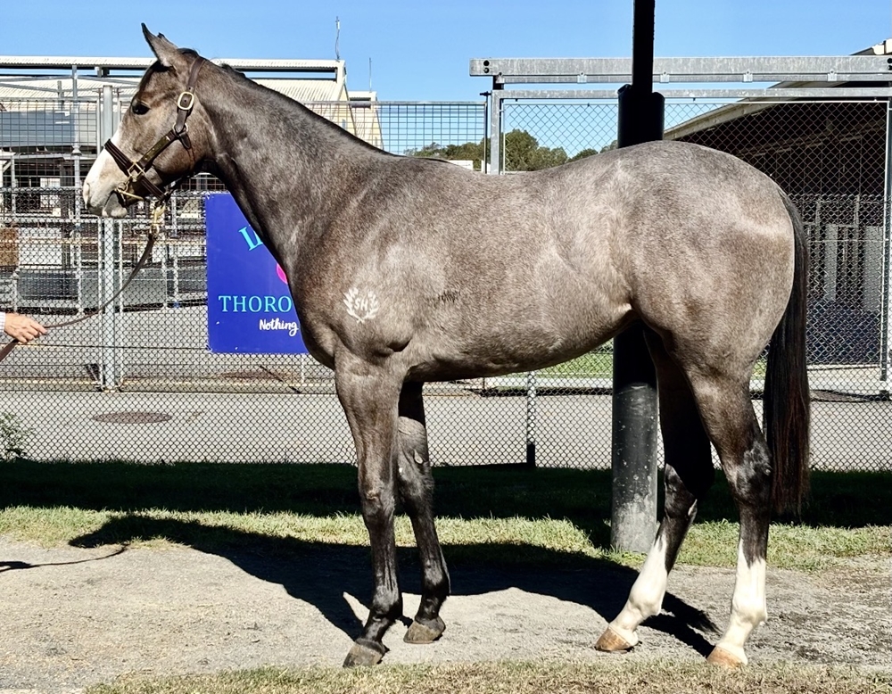 Toronado (IRE) / Fife (AUS) 2024 Colt - Image 1
