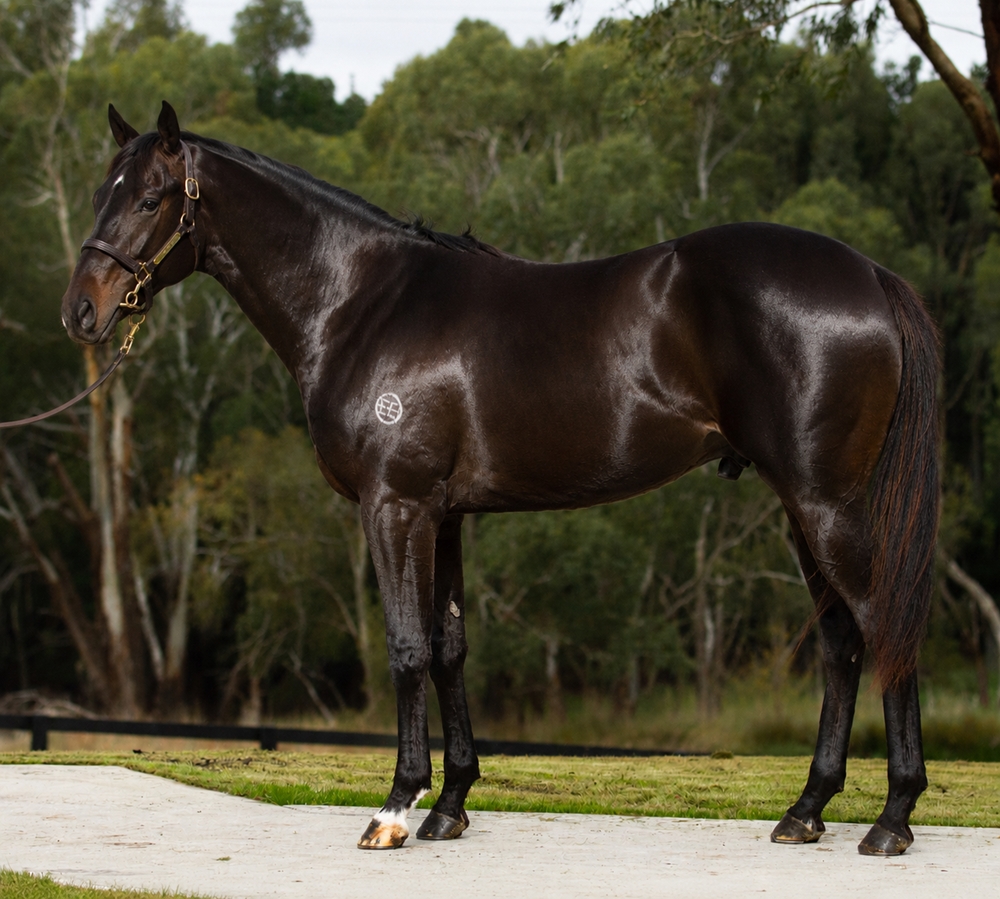 Shamus Award (AUS) / Glory Moon (AUS) 2024 Colt - Image 1