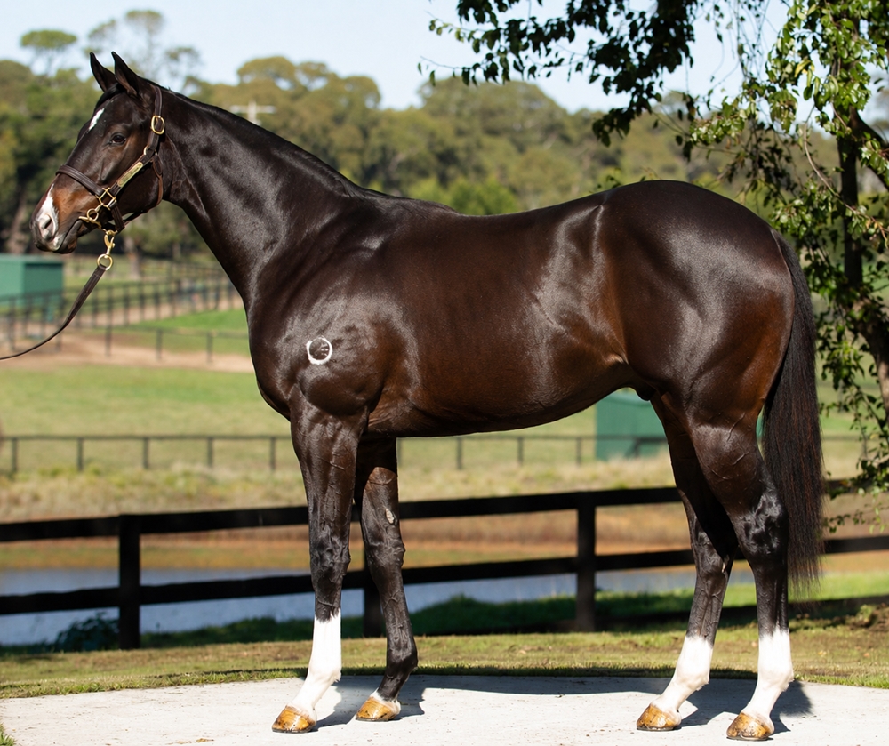 Grunt (NZ) / Written Notice (AUS) 2024 Filly - Image 1