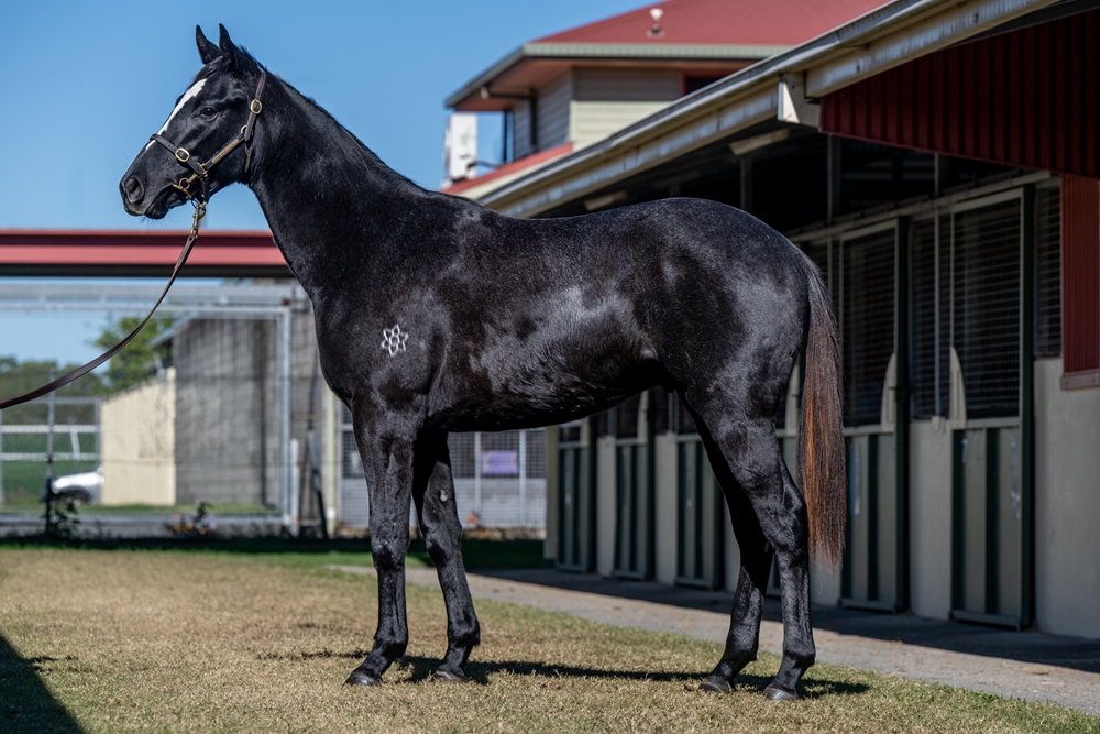 Exceedance (AUS) / Ethereal Beauty (AUS) 2024 Colt - Image 1
