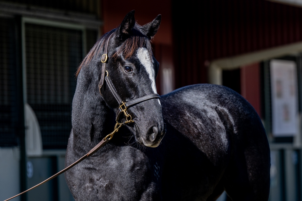 Exceedance (AUS) / Ethereal Beauty (AUS) 2024 Colt - Image 2