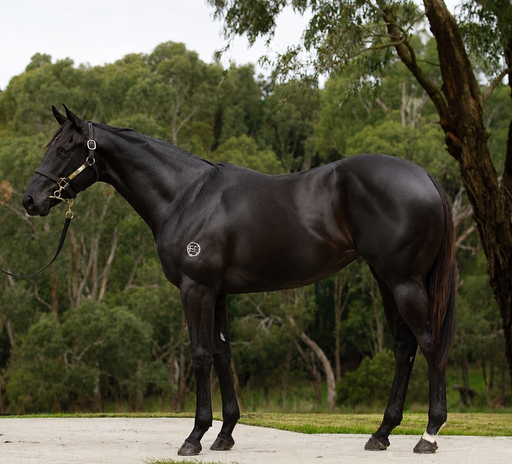 Shamus Award (AUS) / Amateurish (AUS) 2024 Filly - Image 1