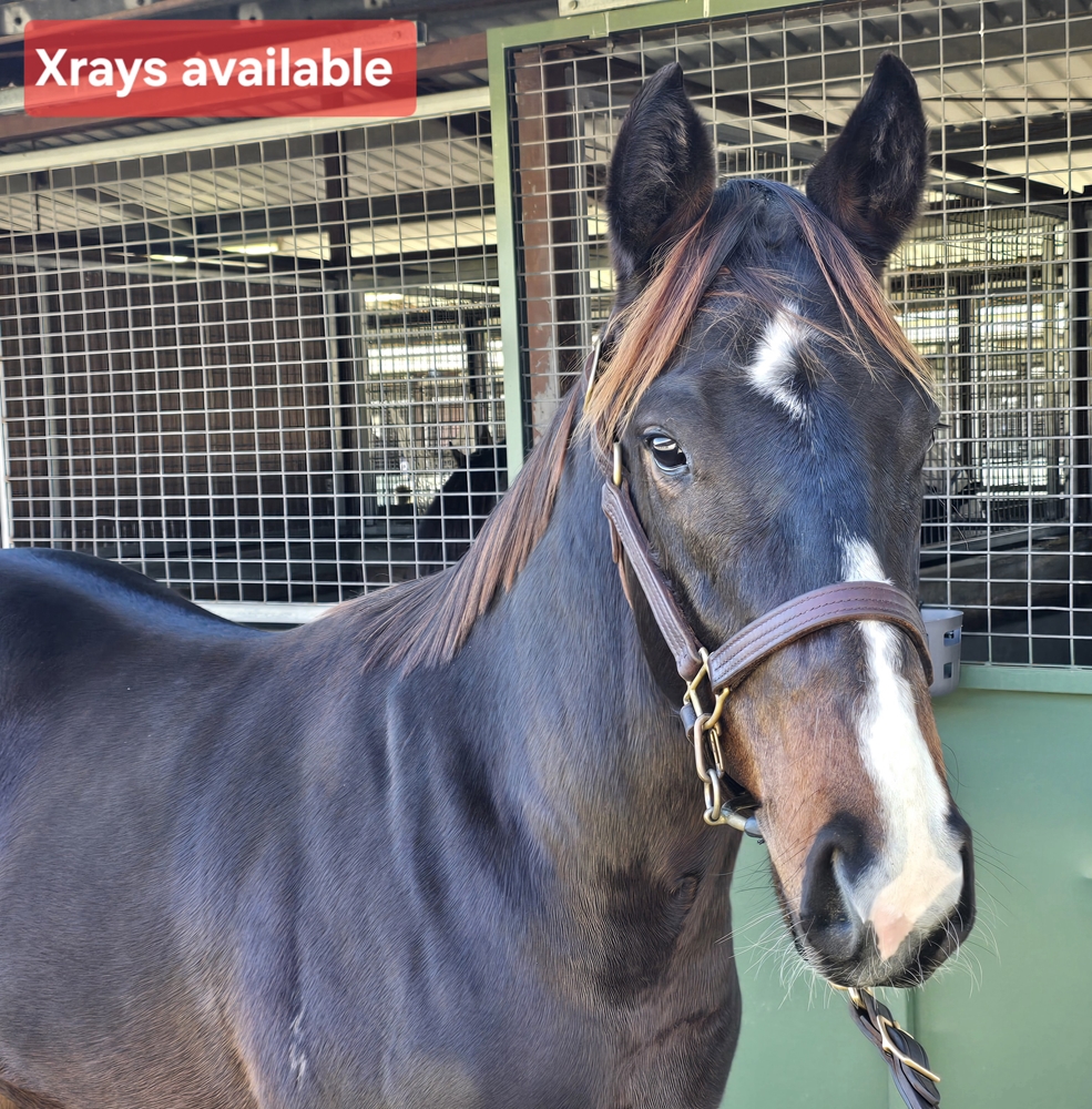 The Odyssey (AUS) / Duchess of Rose (AUS) 2024 Colt - Image 1