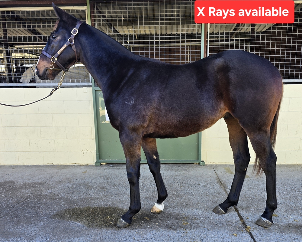 The Odyssey (AUS) / Duchess of Rose (AUS) 2024 Colt - Image 2