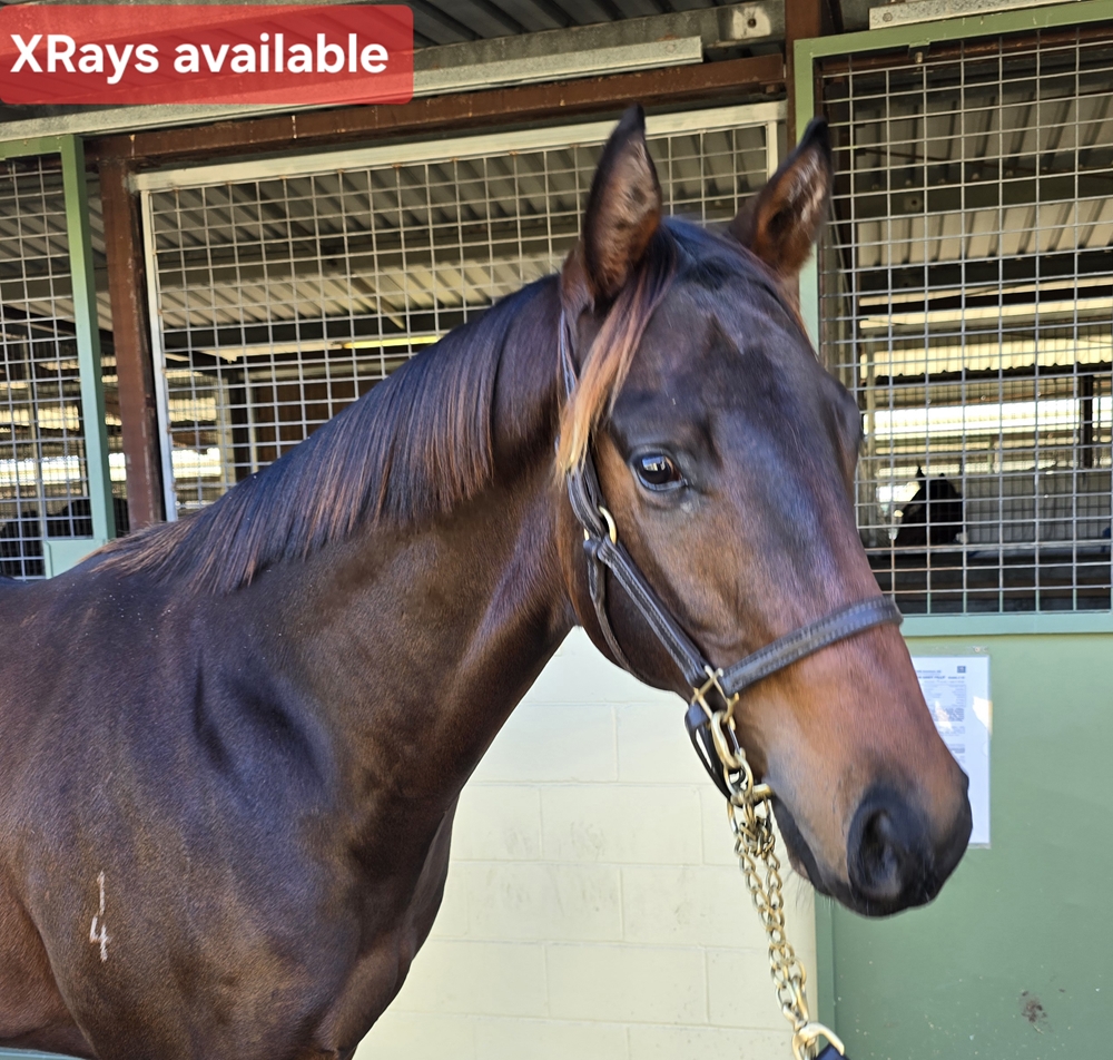 Dirty Work (AUS) / Deep Song (AUS) 2024 Colt - Image 1
