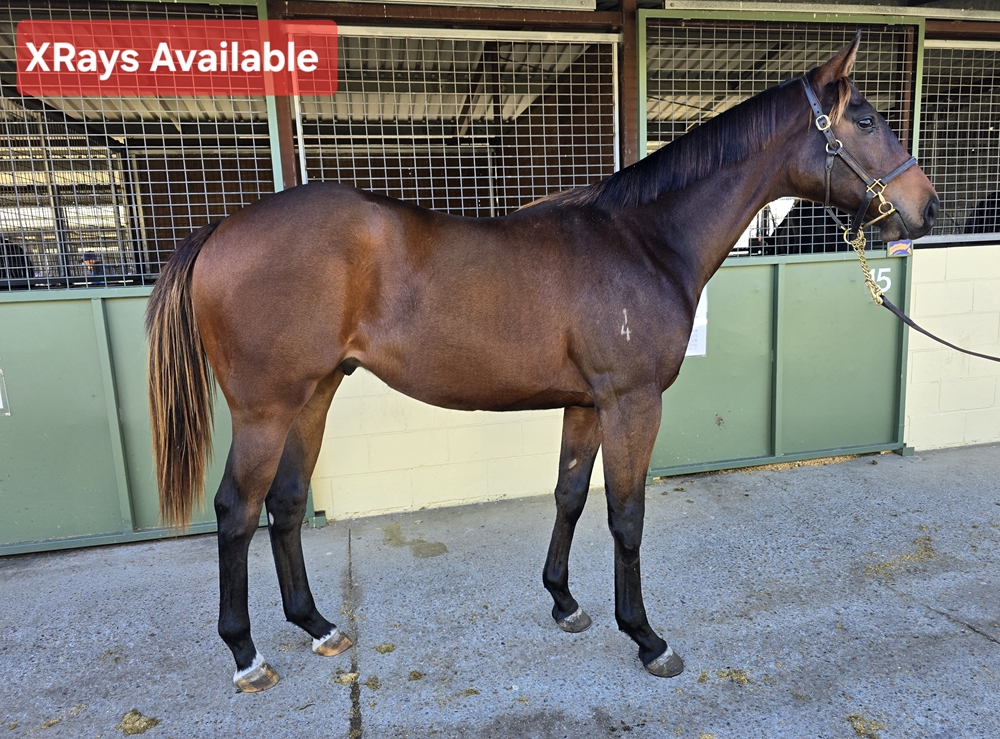 Dirty Work (AUS) / Deep Song (AUS) 2024 Colt - Image 2