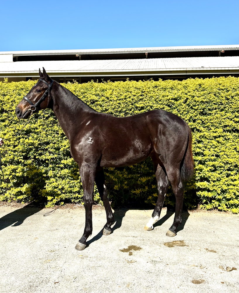 Barbaric (AUS) / Melusine (AUS) 2024 Filly - Image 1
