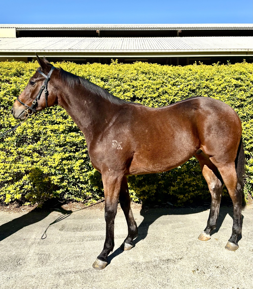 Lean Mean Machine (AUS) / Foxyness (AUS) 2024 Colt - Image 1