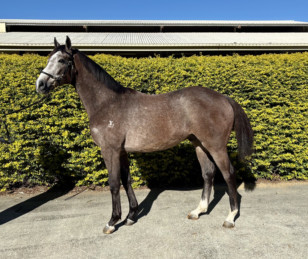 Top Ranked (IRE) / Honed (AUS) 2024 Colt - Image 1