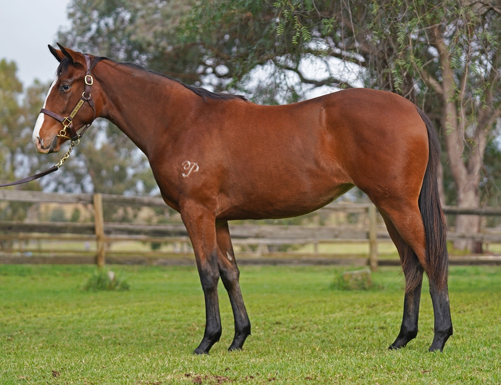 Gingerbread Man (AUS) / Snip Missile (AUS) 2024 Filly - Image 1