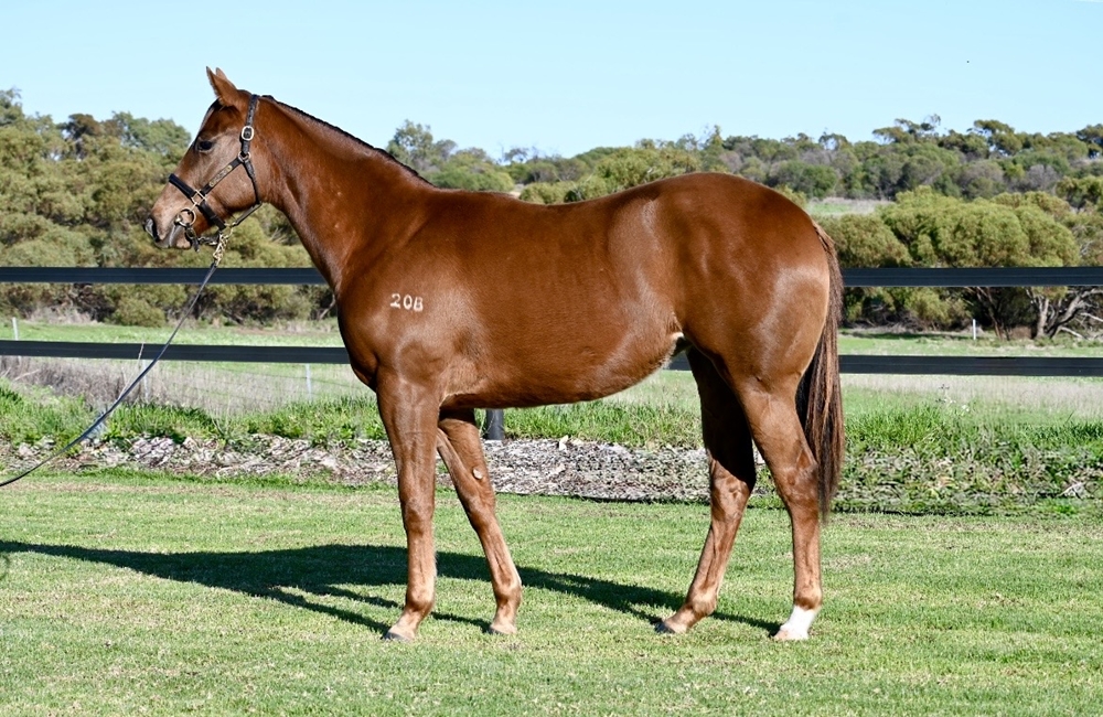 Splintex (AUS) / Feliciana (AUS) 2024 Filly - Image 1