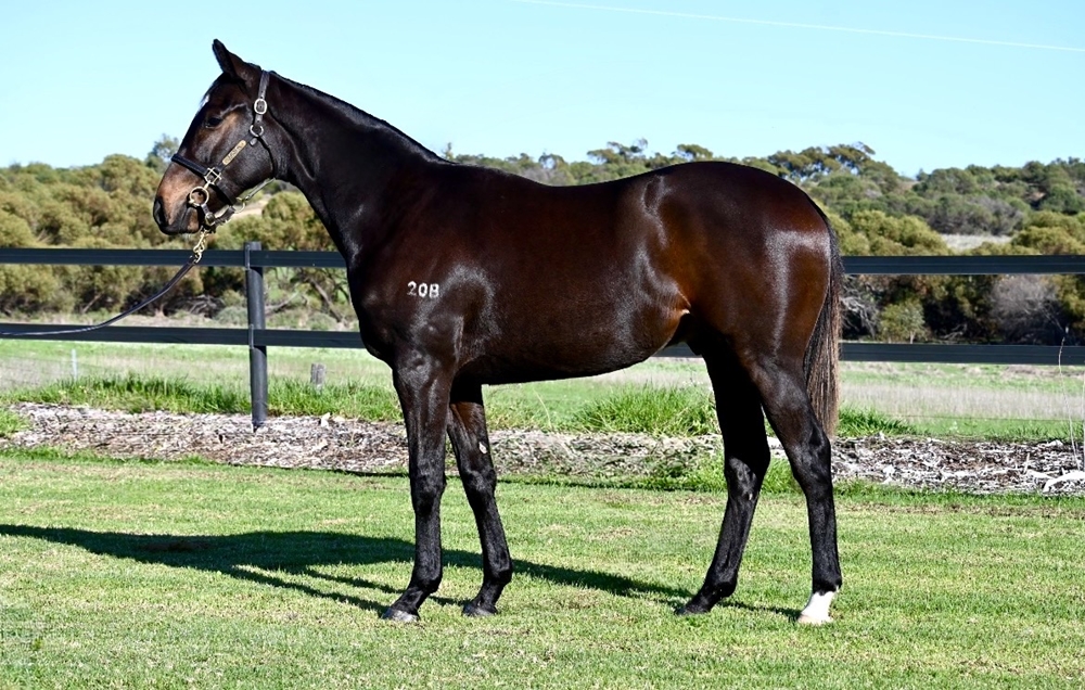 Tiger Of Malay (AUS) / Lessing (AUS) 2024 G - Image 1