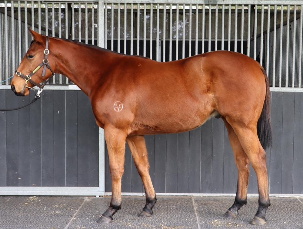 Jonker (AUS) / I Am Wildwood (AUS) 2024 Colt - Image 1