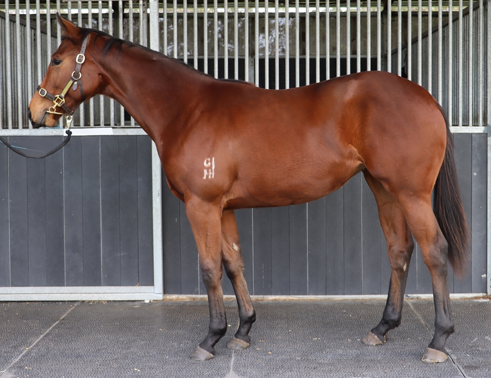 Ole Kirk (AUS) / Viva la Romance (AUS) 2024 Filly - Image 1