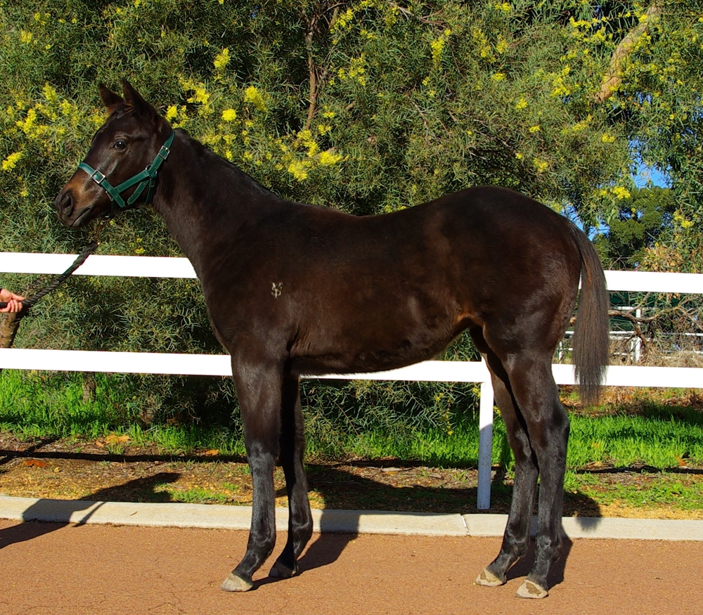 Ingratiating (AUS) / Oriel (AUS) 2025 Filly - Image 1