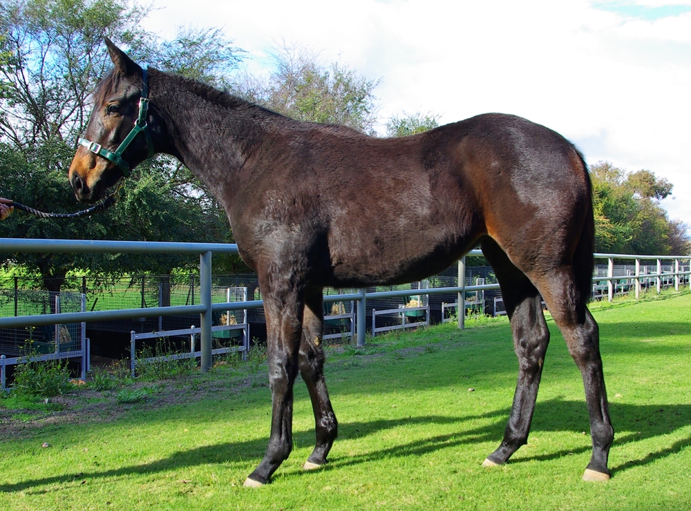 Playing God (AUS) / Streak Away (NZ) 2025 Filly - Image 1
