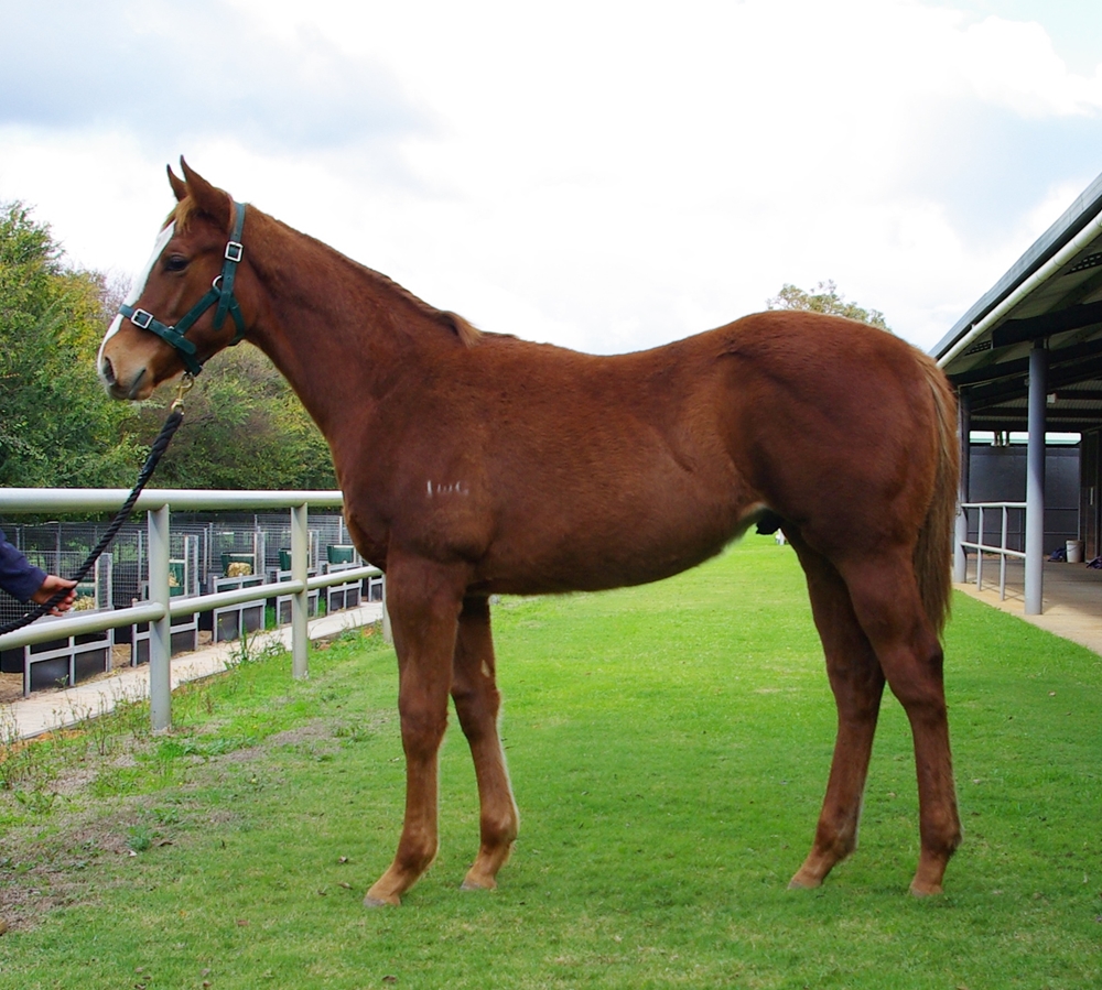 Ducimus (AUS) / Sulphur Crested (AUS) 2025 Colt - Image 1