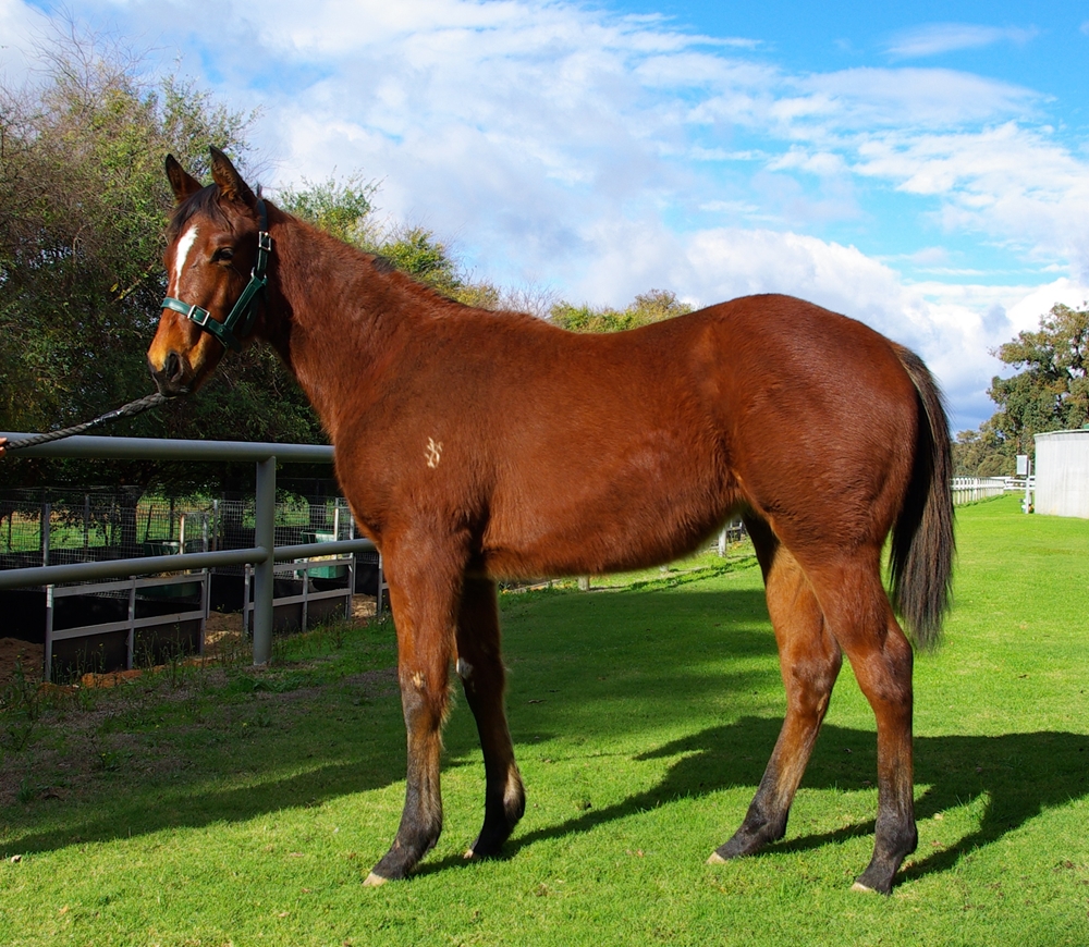 Ducimus (AUS) / Born Spicy (AUS) 2025 Filly - Image 1
